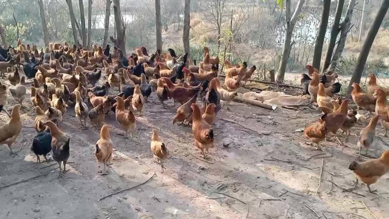 散养土鸡