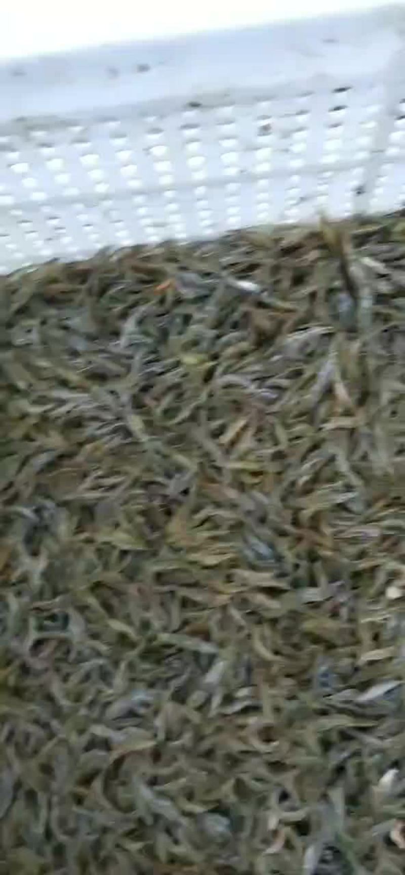 糠虾鲜活，虾米，高成活率，大湖虾