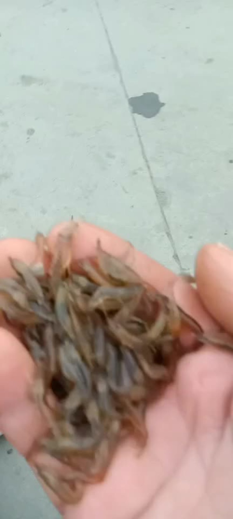 糠虾鲜活，虾米，高成活率，大湖虾