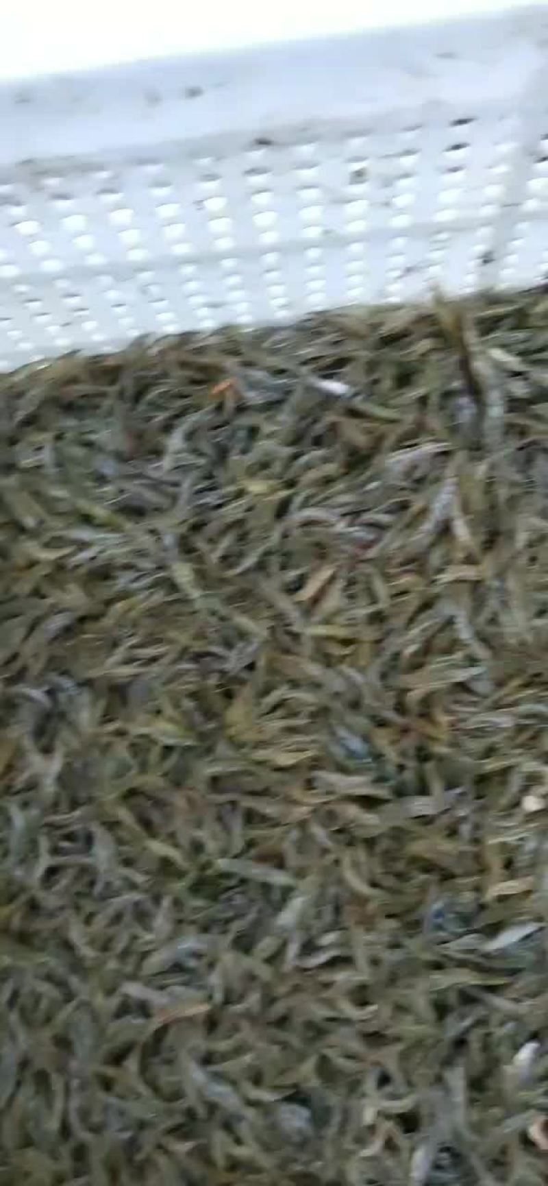 糠虾鲜活，虾米，高成活率，大湖虾