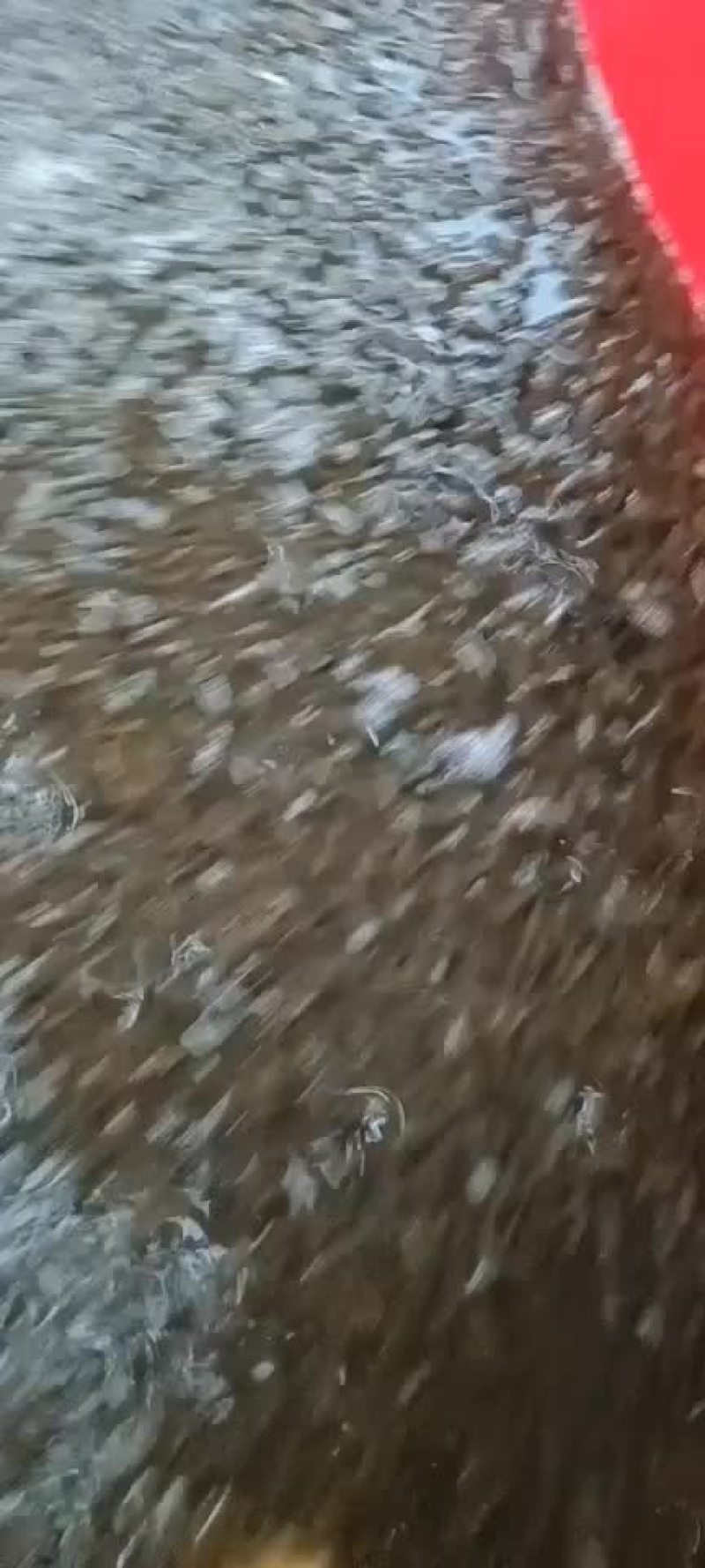 糠虾鲜活，虾米，高成活率，大湖虾