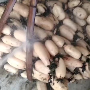 莲藕，精货大地红莲藕，皮色白嫩，口感甜脆，个头大，条形直