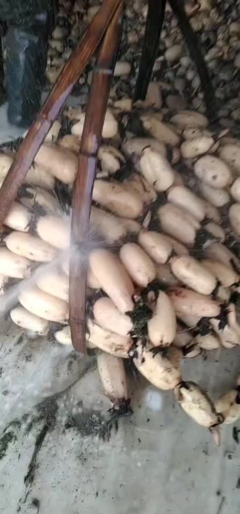 莲藕，精货大地红莲藕，皮色白嫩，口感甜脆，个头大，条形直