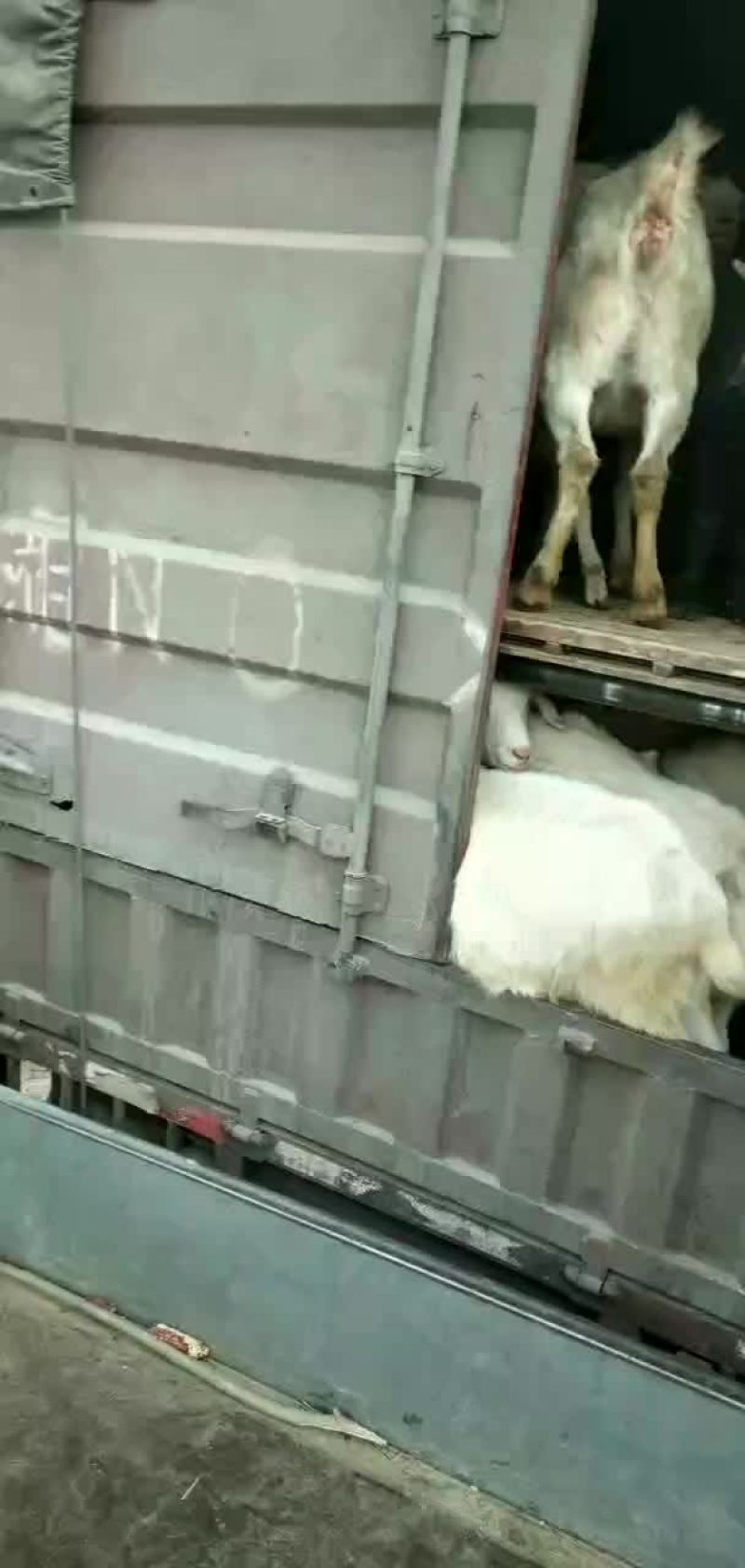 好山羊大量上市