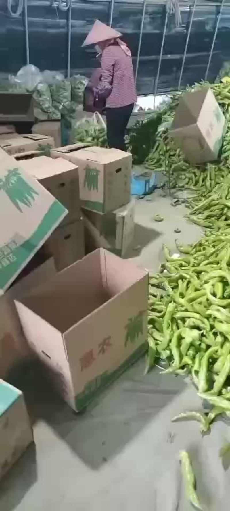 黄皮尖椒大量上市！质量保证！可以视频看货。通货都可以装