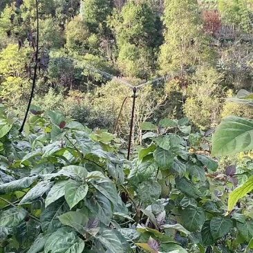 大量树番茄