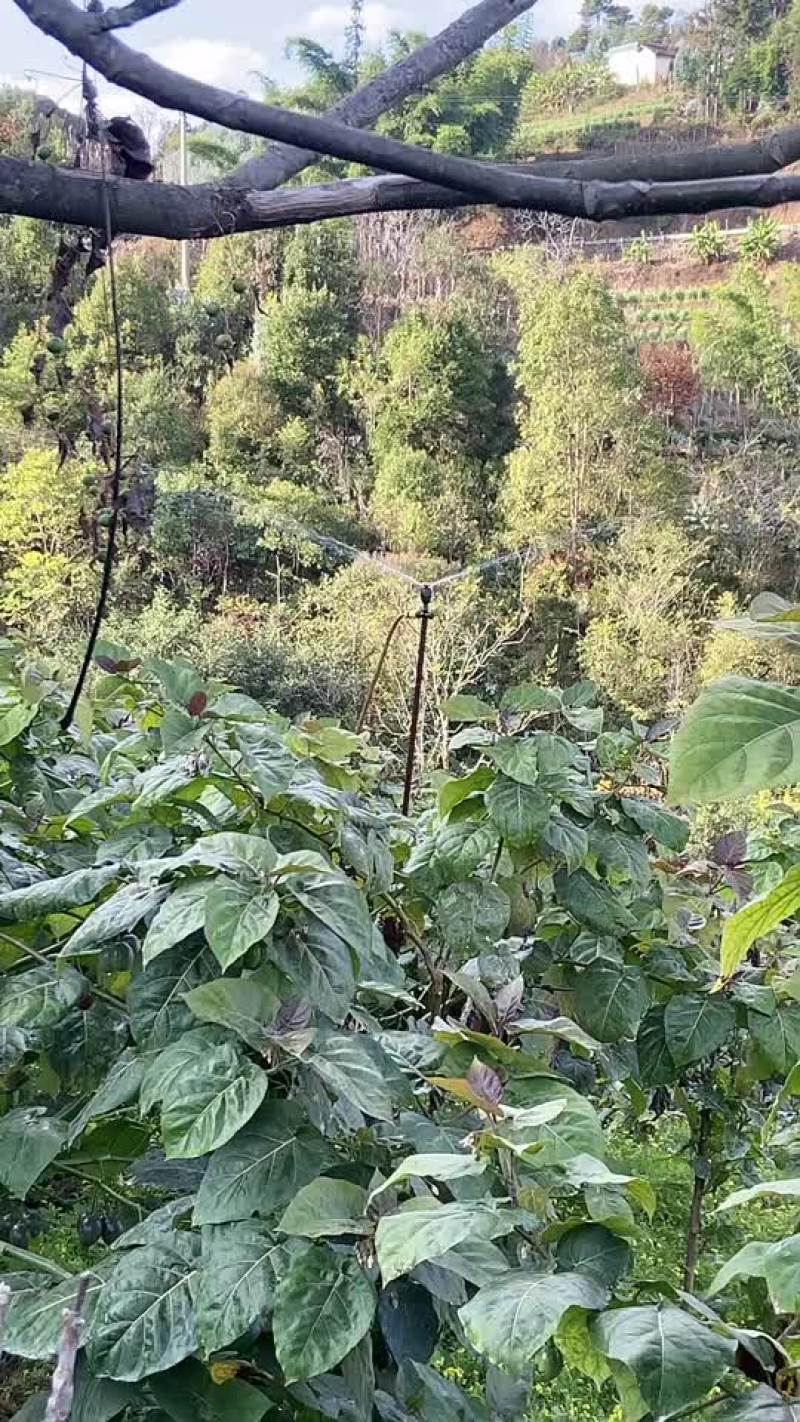 大量树番茄