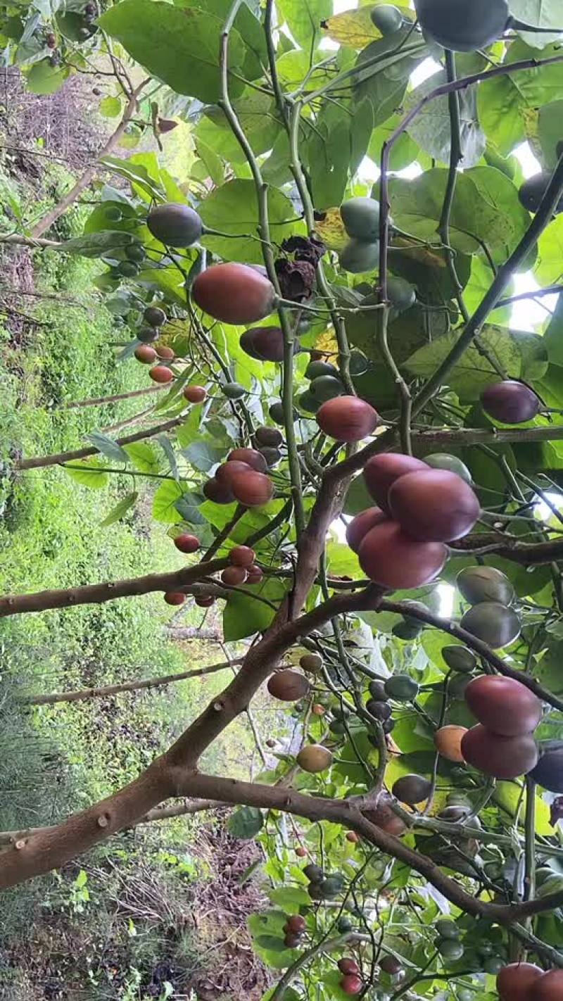 大量树番茄