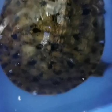 陈家甲鱼批发黑花甲鱼。生态外塘老甲鱼。各种商品黄甲鱼。