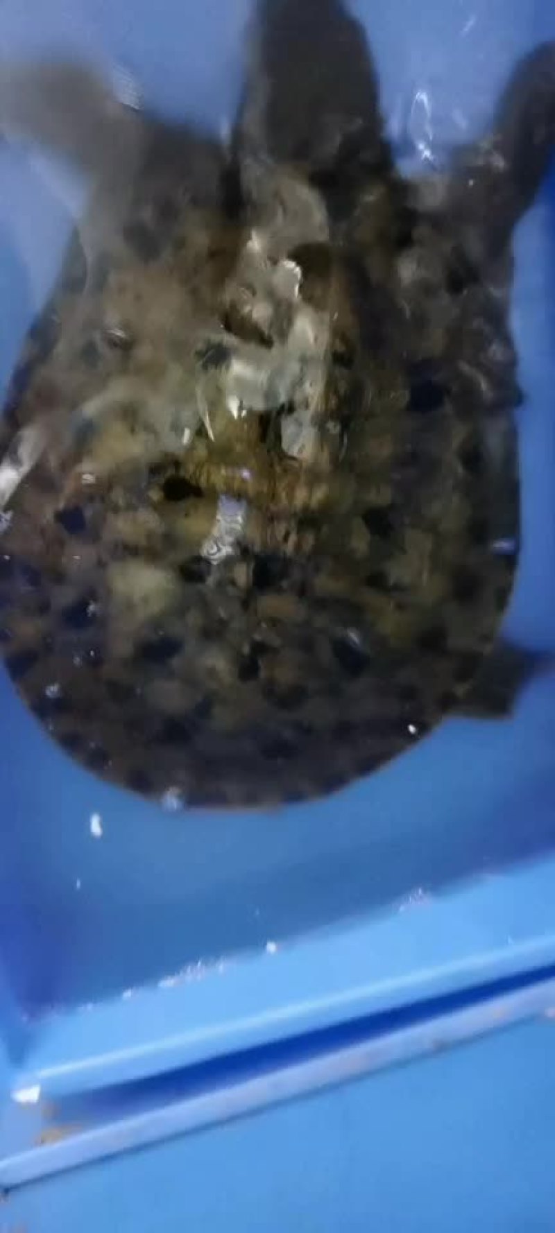 陈家甲鱼批发黑花甲鱼。生态外塘老甲鱼。各种商品黄甲鱼。