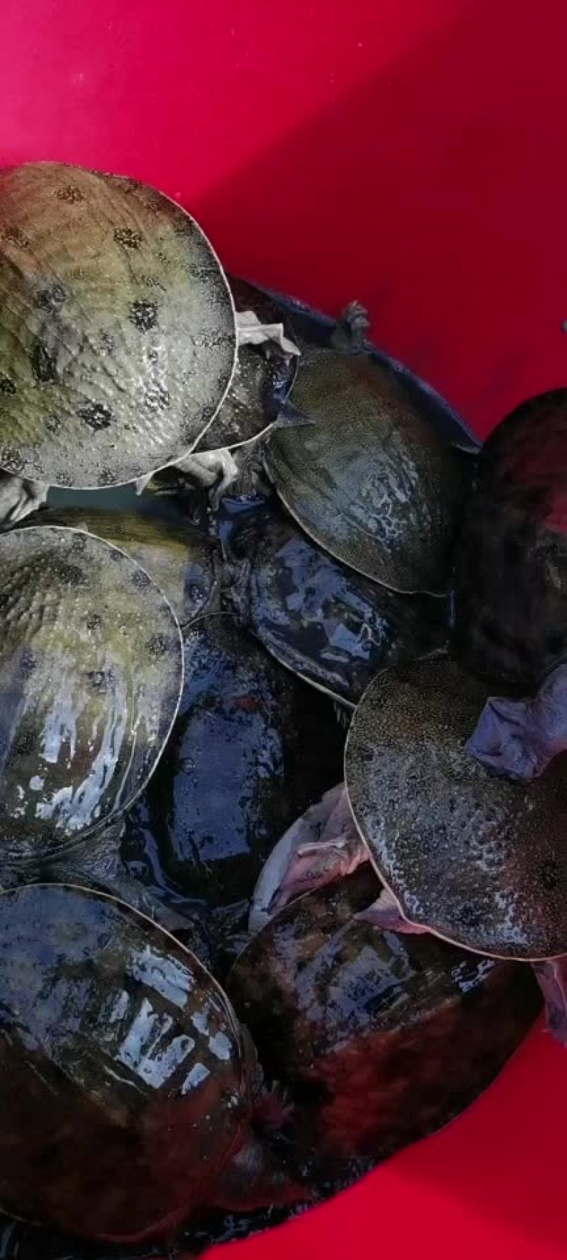 陈家甲鱼批发黑花甲鱼。生态外塘老甲鱼。各种商品黄甲鱼。