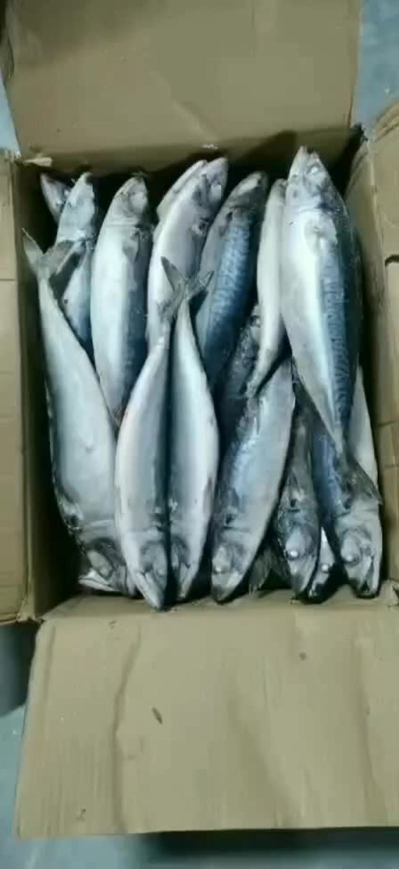 台鲅鱼