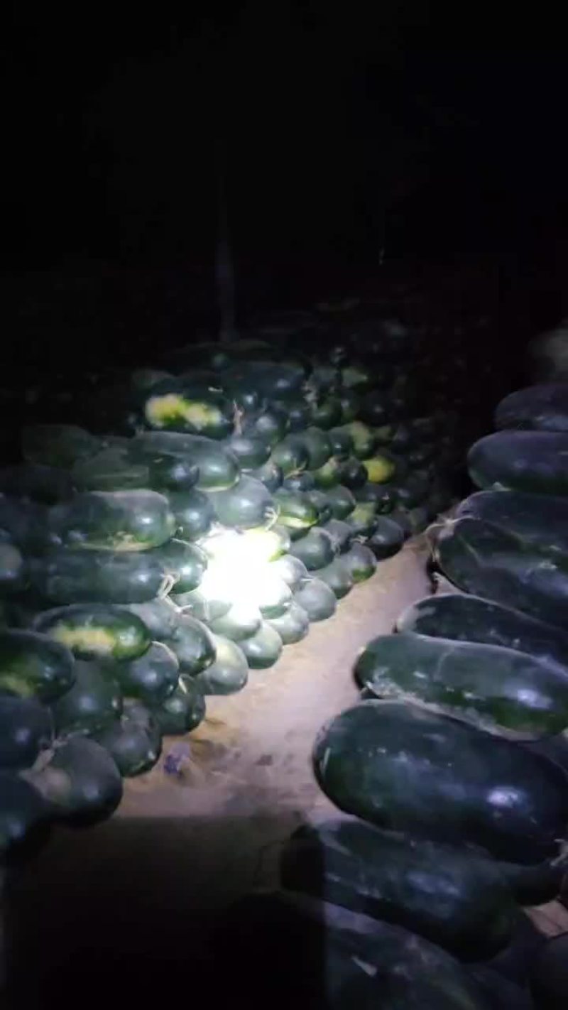 精品地冬瓜大量出售，一手货源，价格美丽