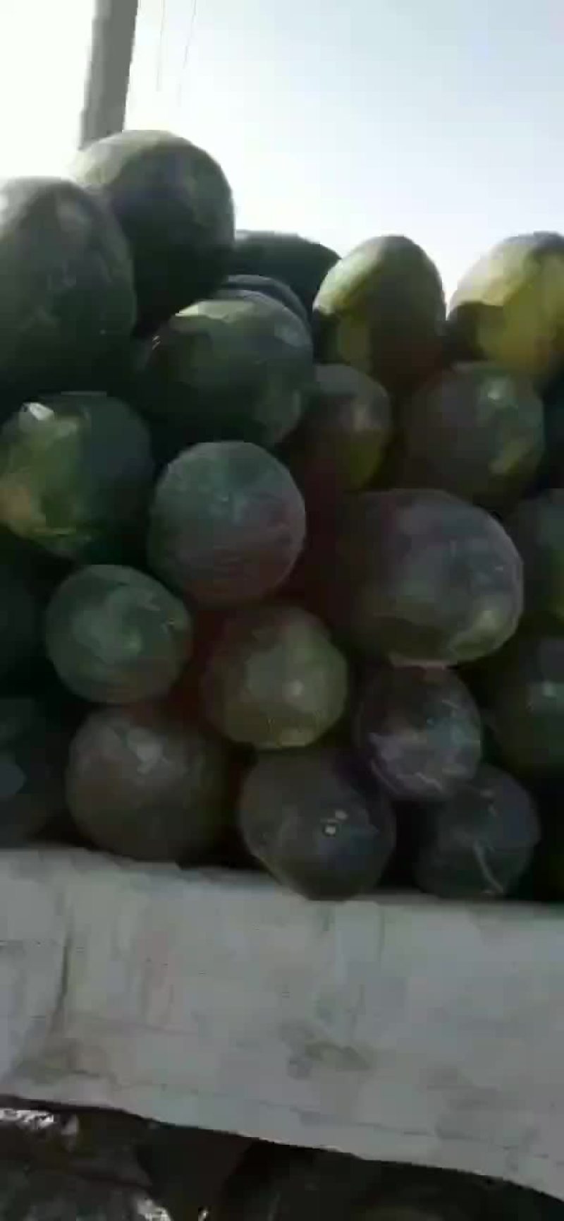 精品地冬瓜大量出售，一手货源，价格美丽