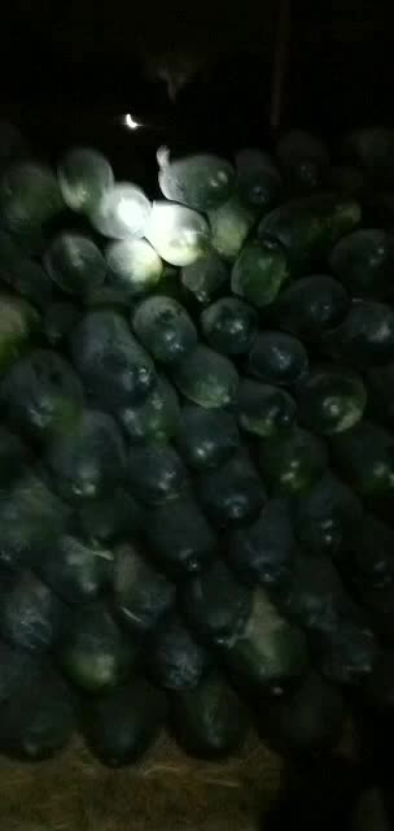 精品地冬瓜大量出售，一手货源，价格美丽
