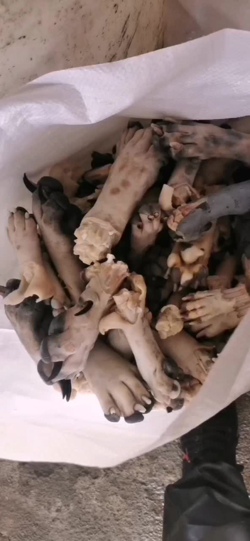 羊白条，大羊白条，30斤以上的，质量很好的