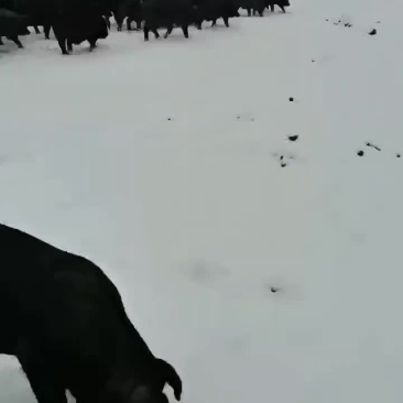 黑猪，土黑猪，年猪肉，包邮，甘肃特产，