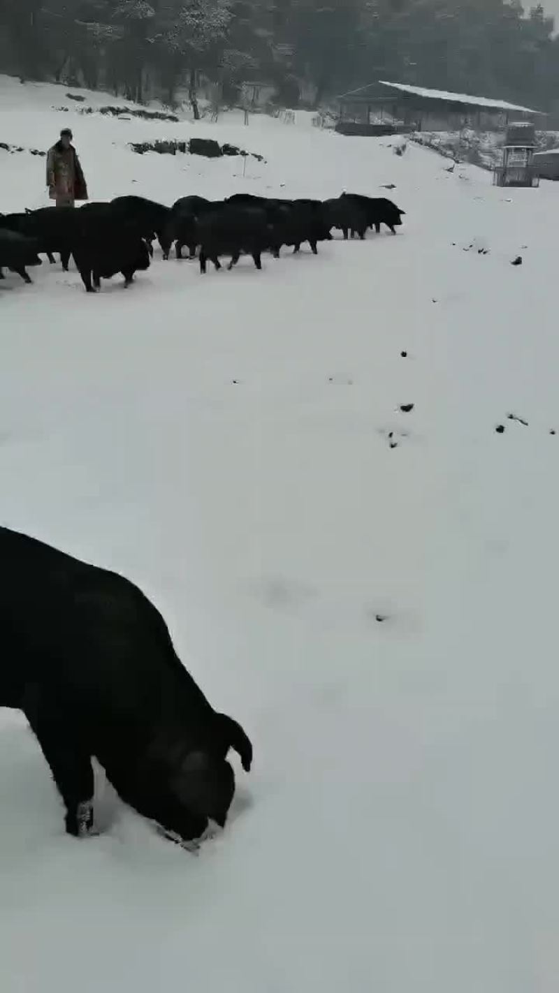 黑猪，土黑猪，年猪肉，包邮，甘肃特产，