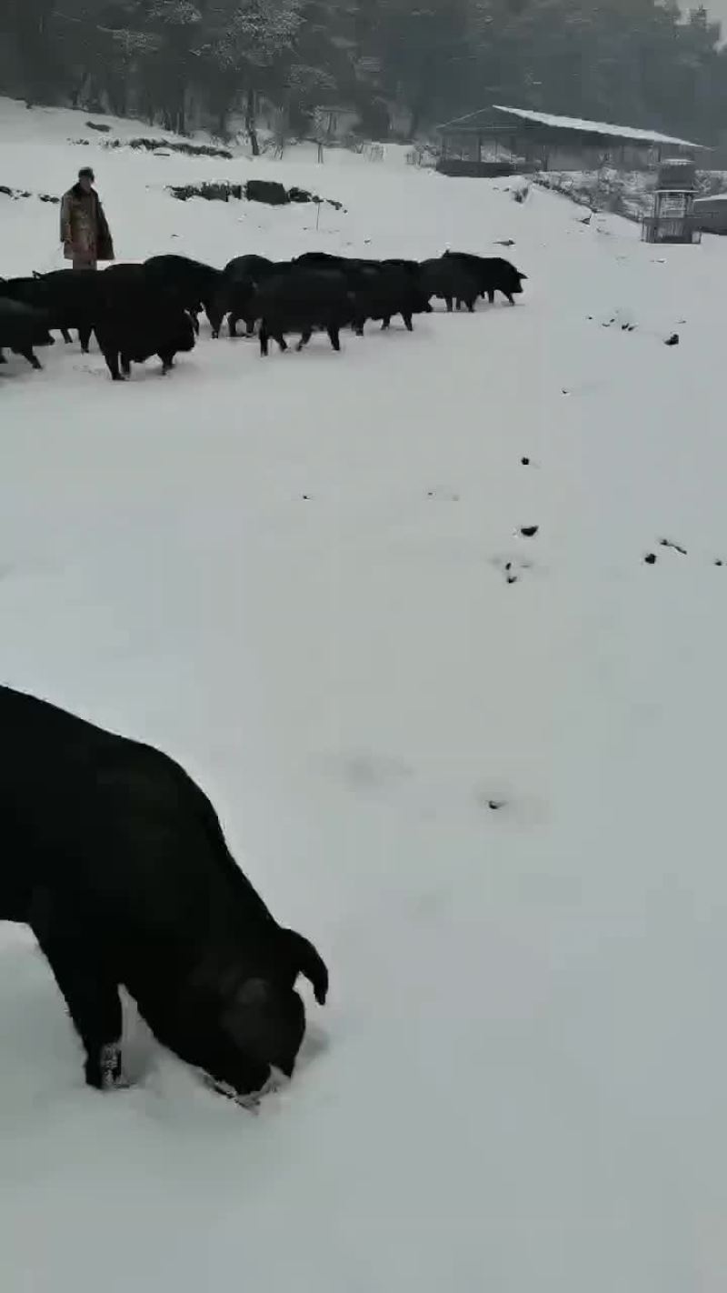 黑猪，土黑猪，年猪肉，包邮，甘肃特产，