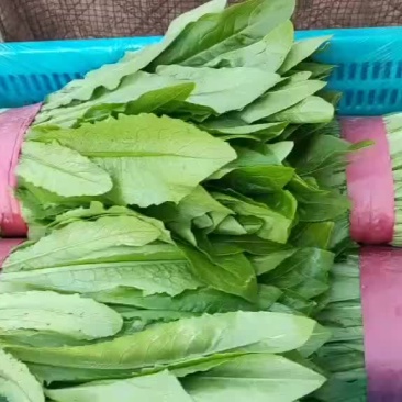 邯郸精品油麦产地,供应各大批发市场超市电商