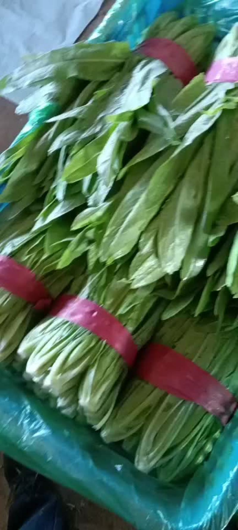 邯郸精品油麦产地，供应各大批发市场超市电商