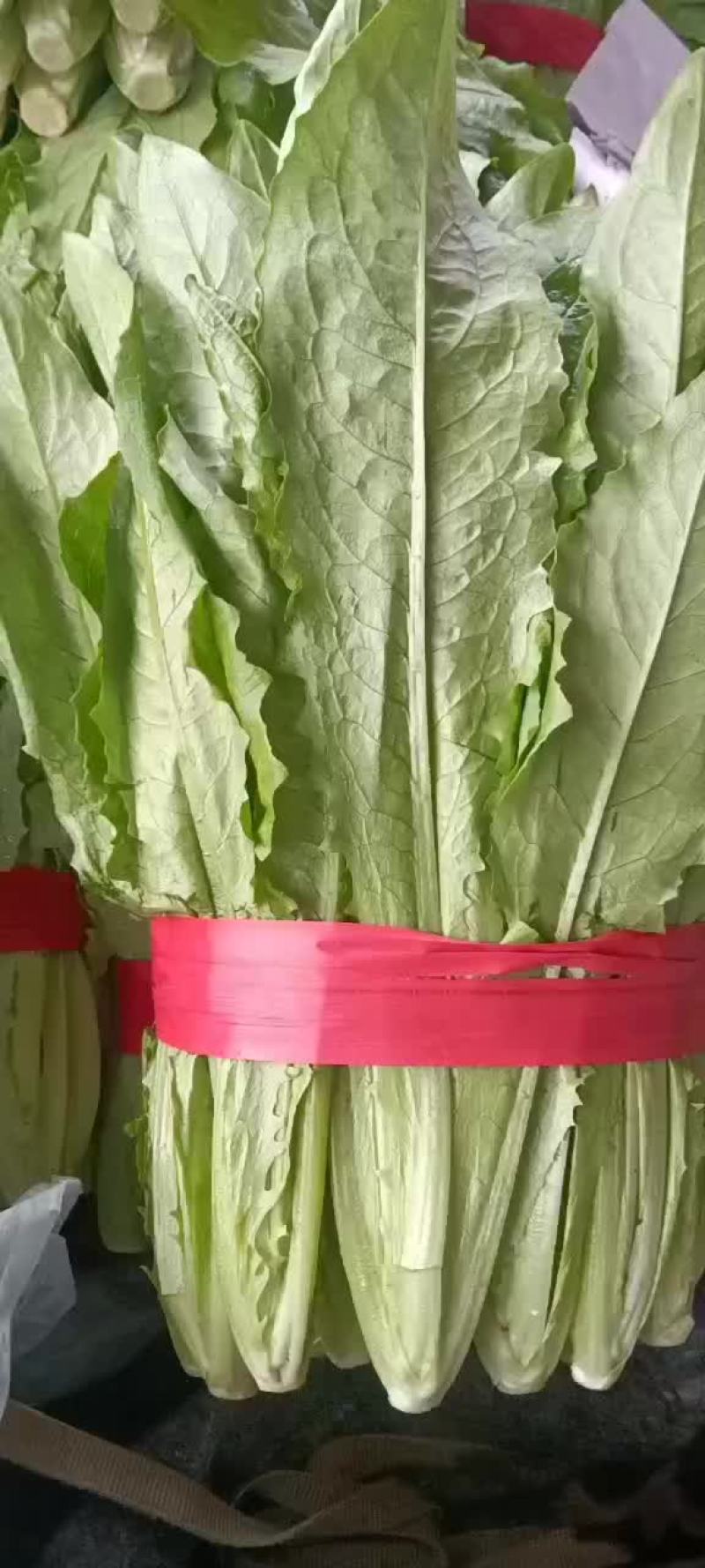 邯郸精品油麦产地，供应各大批发市场超市电商
