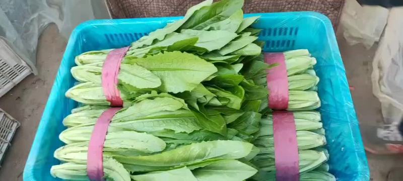 邯郸精品油麦产地，供应各大批发市场超市电商