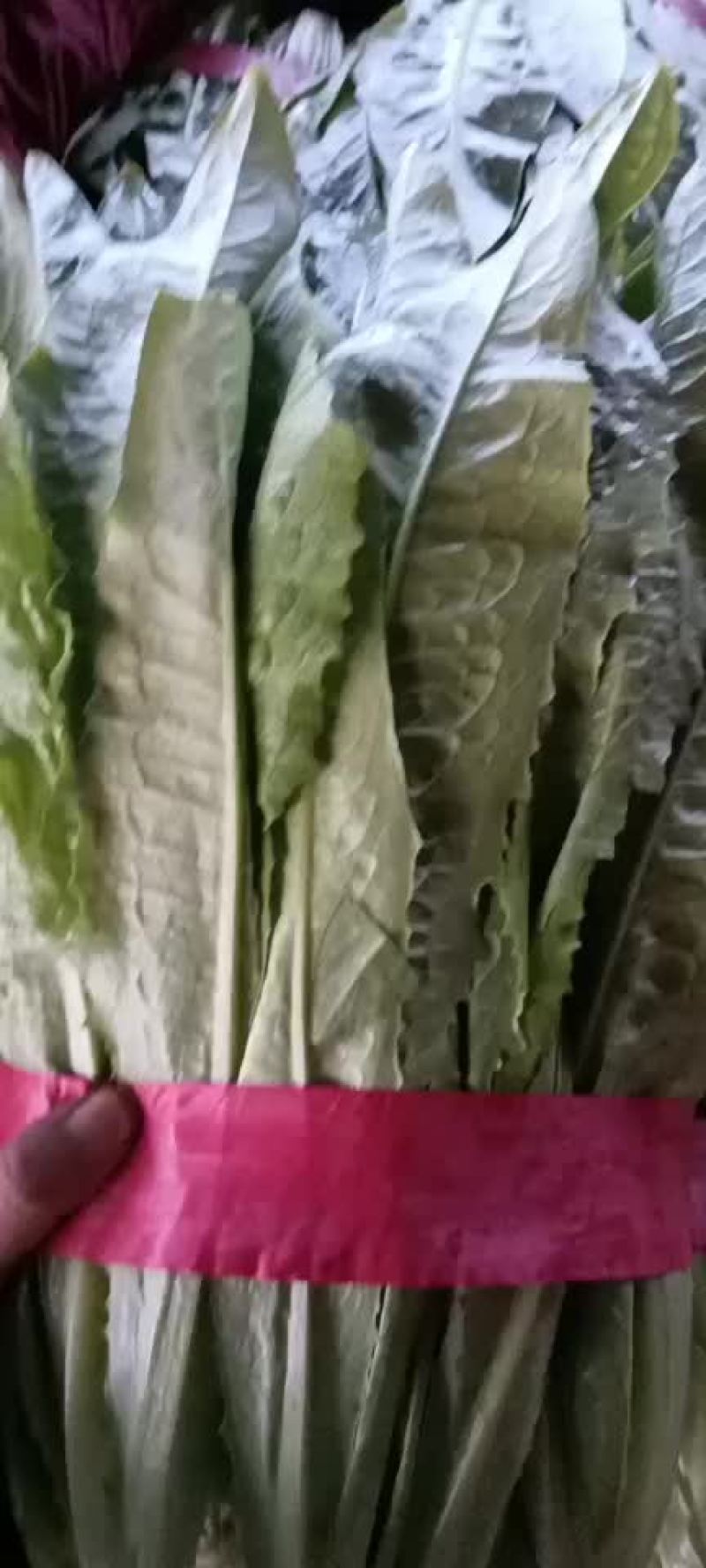 邯郸精品油麦产地，供应各大批发市场超市电商