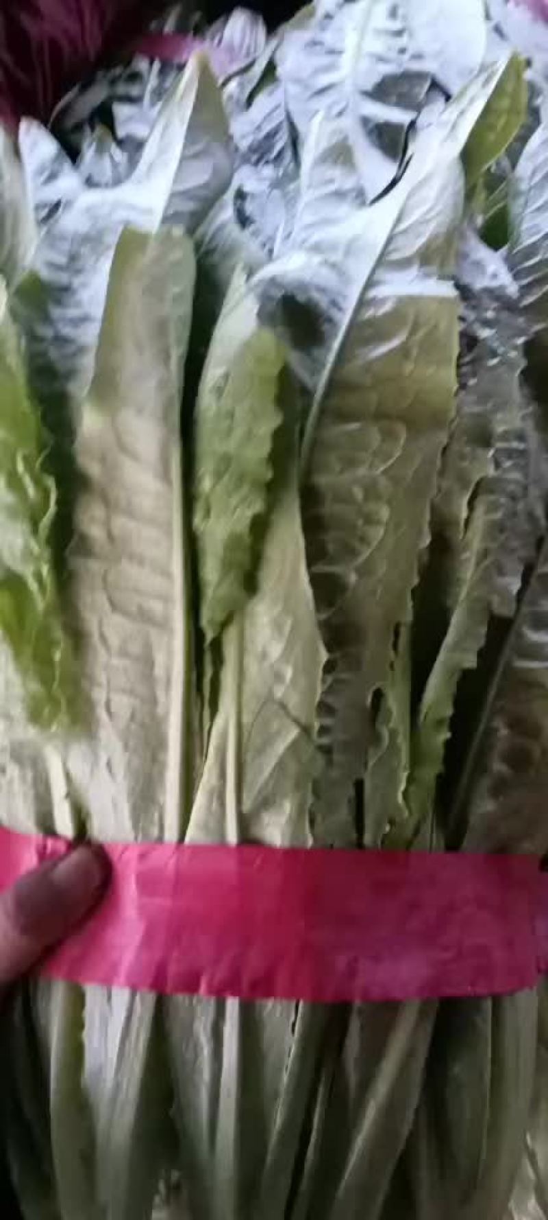 邯郸精品油麦产地，供应各大批发市场超市电商