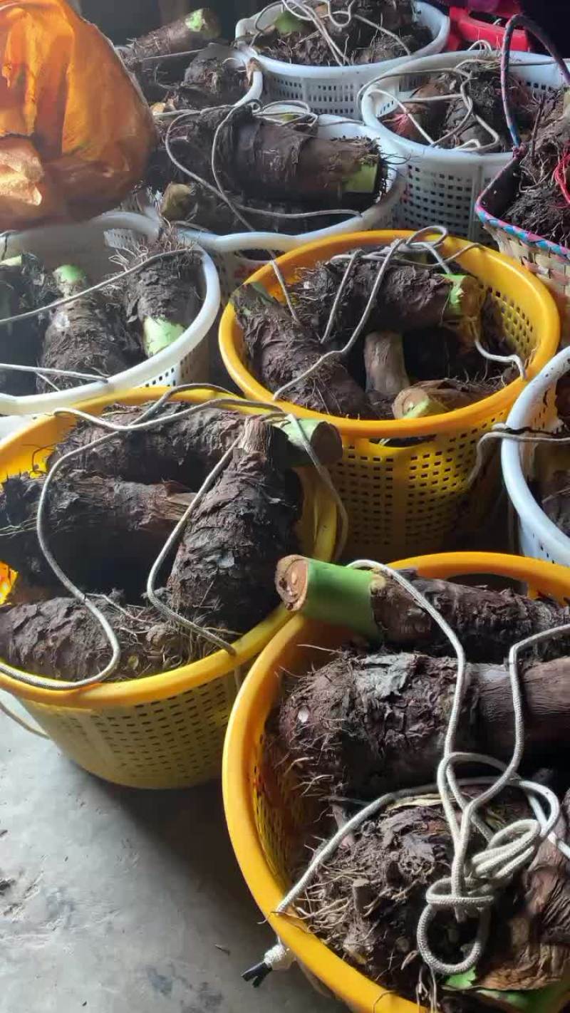 6～7.5斤特级荔浦芋头