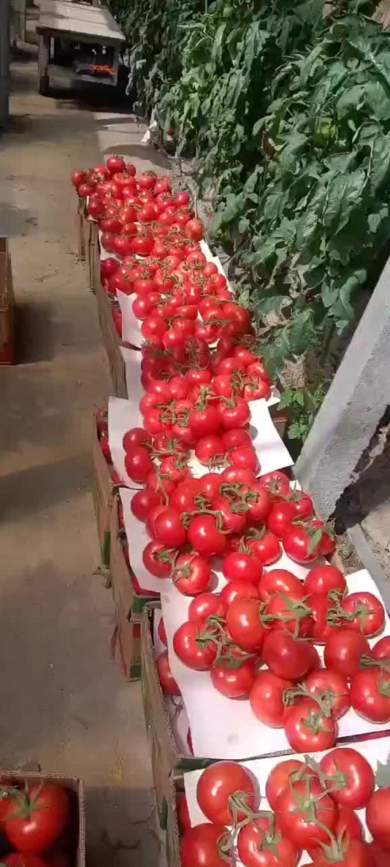 精品价格走高，好货难寻！量不大