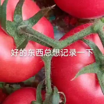 精品价格走高，好货难寻！量不大