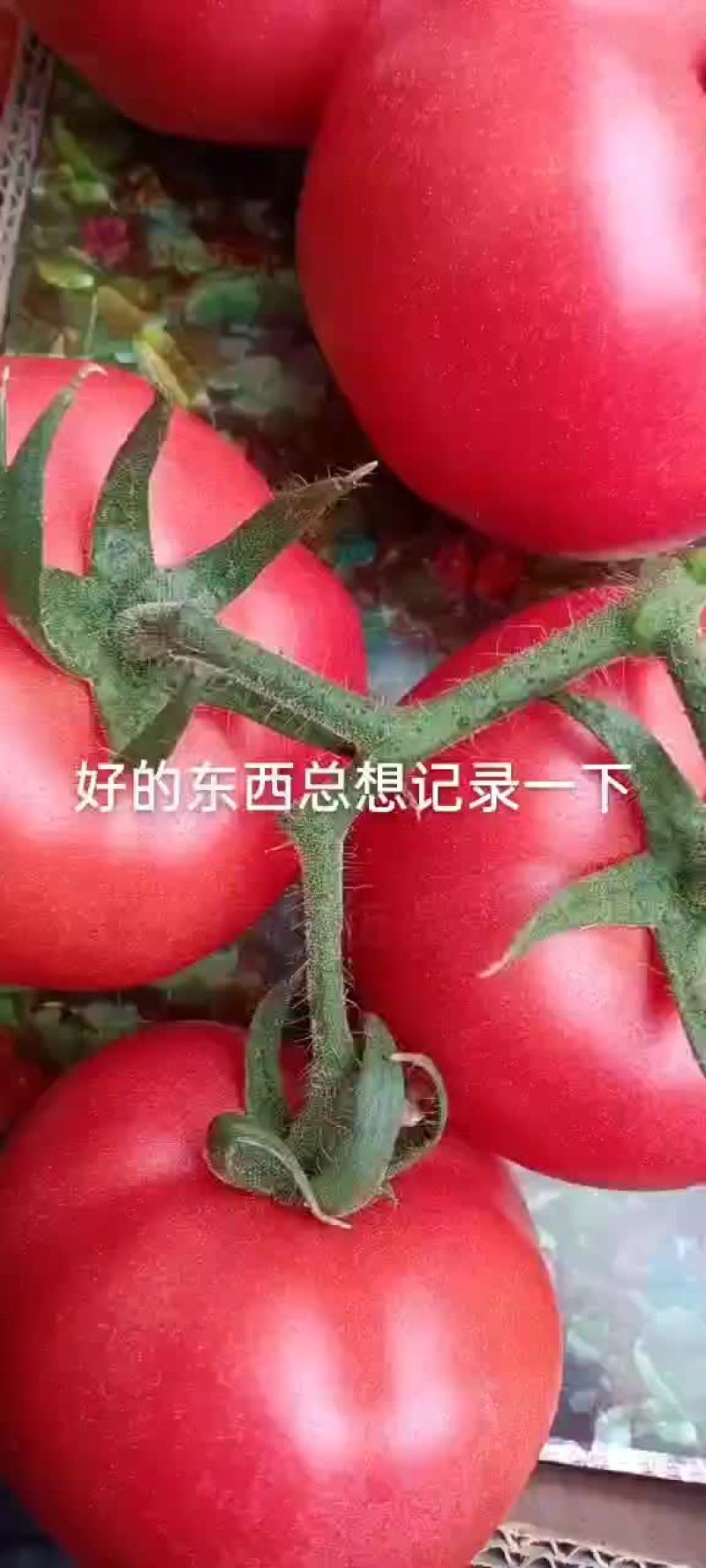 精品价格走高，好货难寻！量不大