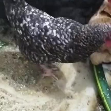 五黑鸡