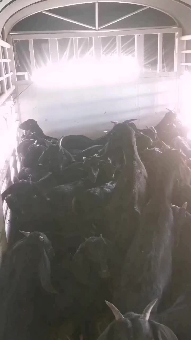 小羊放山羊中耳大耳小羊出售，努比亚杂交黑山羊，黄羊，麻羊
