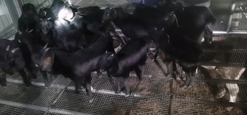 小羊放山羊中耳大耳小羊出售，努比亚杂交黑山羊，黄羊，麻羊