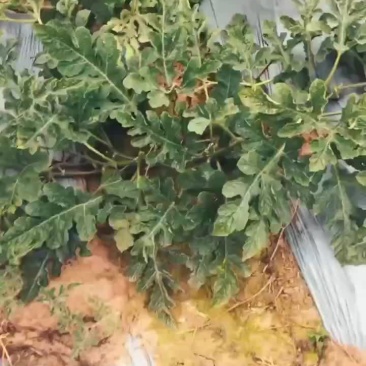 甜王西瓜西双版纳露天西瓜