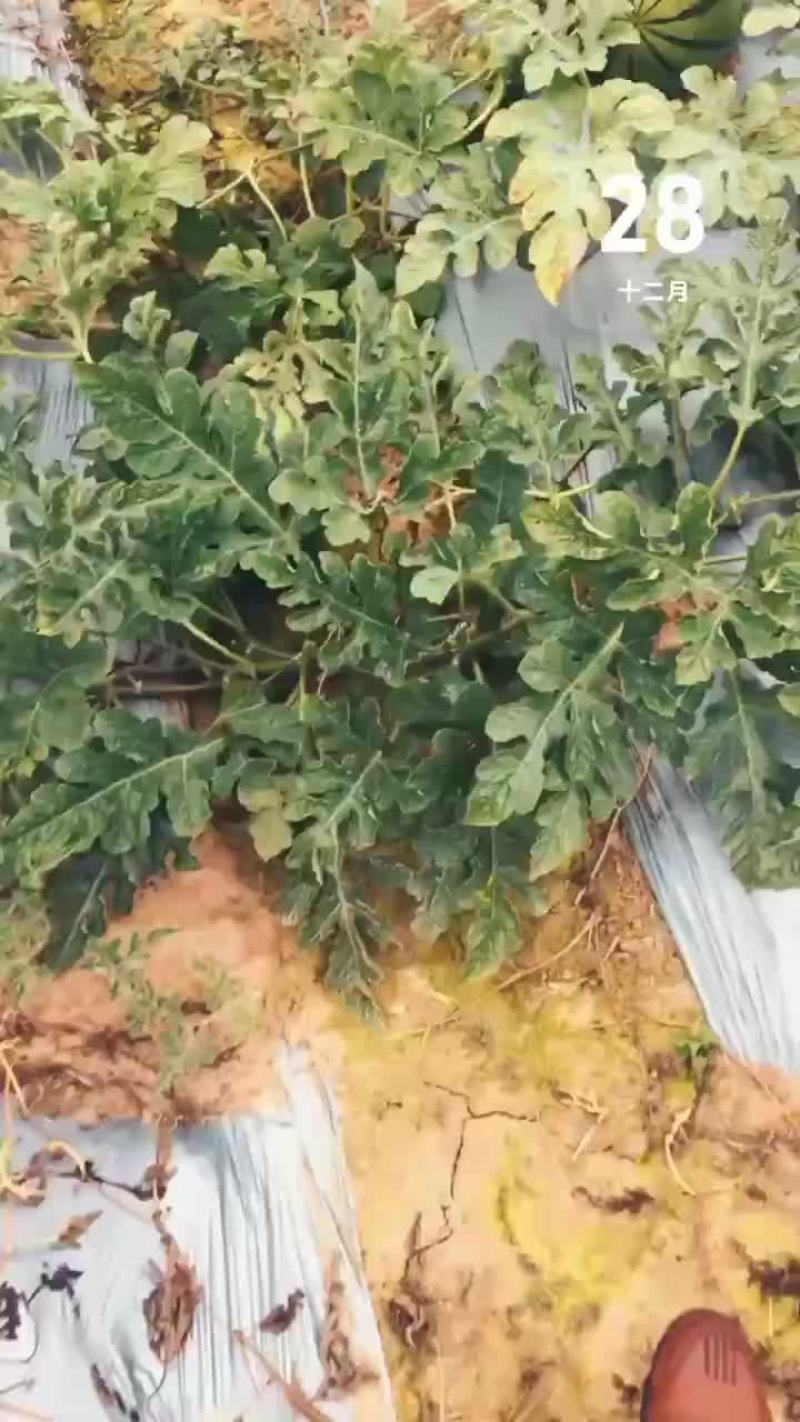 甜王西瓜西双版纳露天西瓜