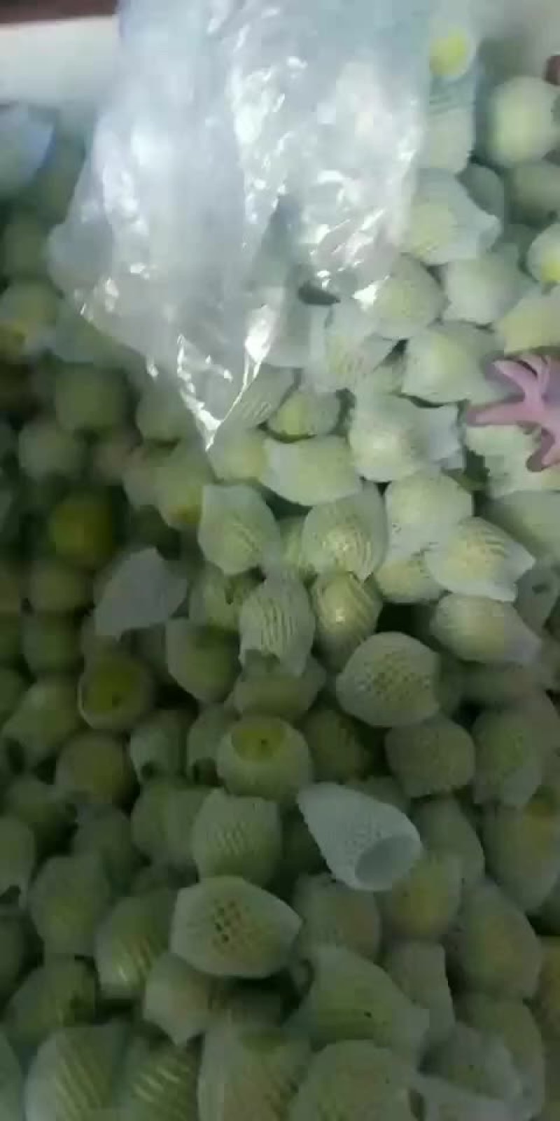 精品早酥梨大量出售有需要的抓紧联系