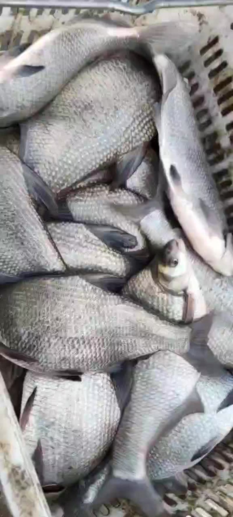鳊鱼精品鳊鱼，垂钓下塘