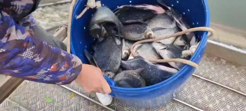 鳊鱼精品鳊鱼，垂钓下塘