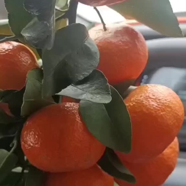 出售砂糖橘