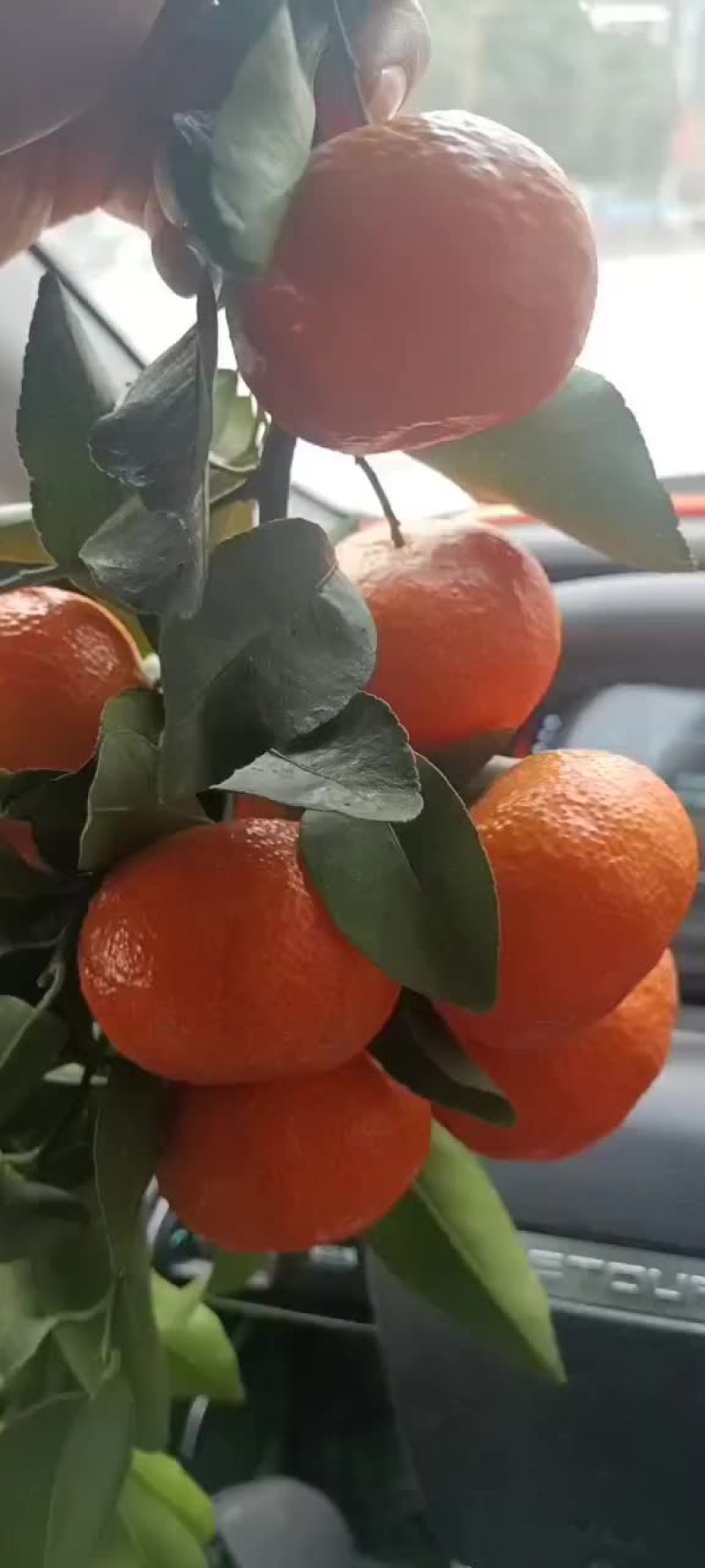 出售砂糖橘