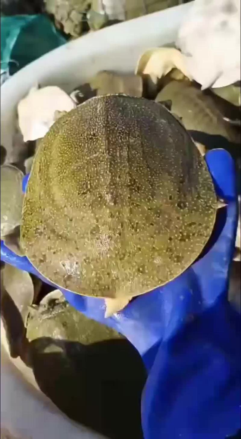 外塘麻辣甲鱼批发半斤到一斤规格，卤甲鱼专用塘口现抓现发