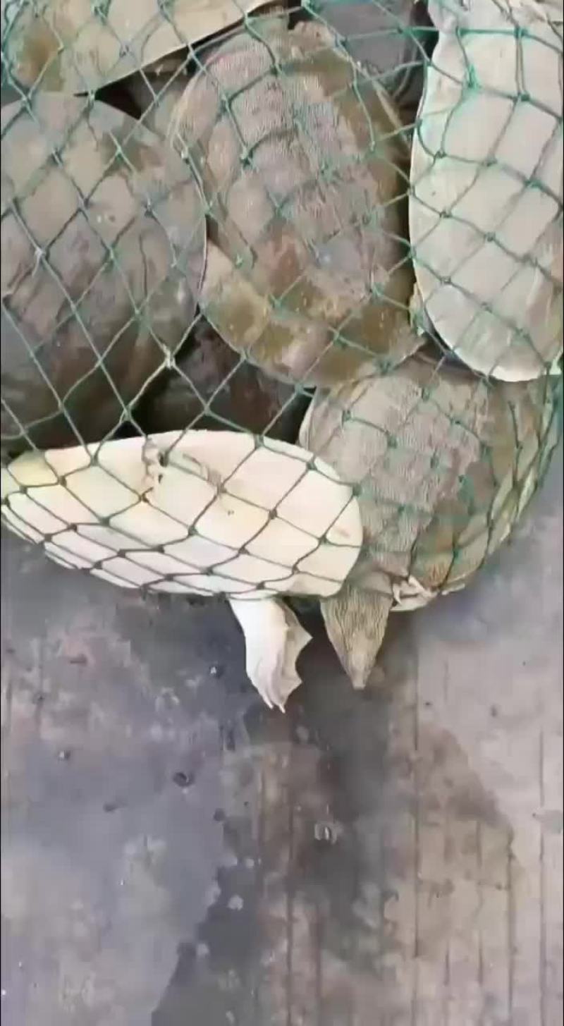 外塘麻辣甲鱼批发半斤到一斤规格，卤甲鱼专用塘口现抓现发