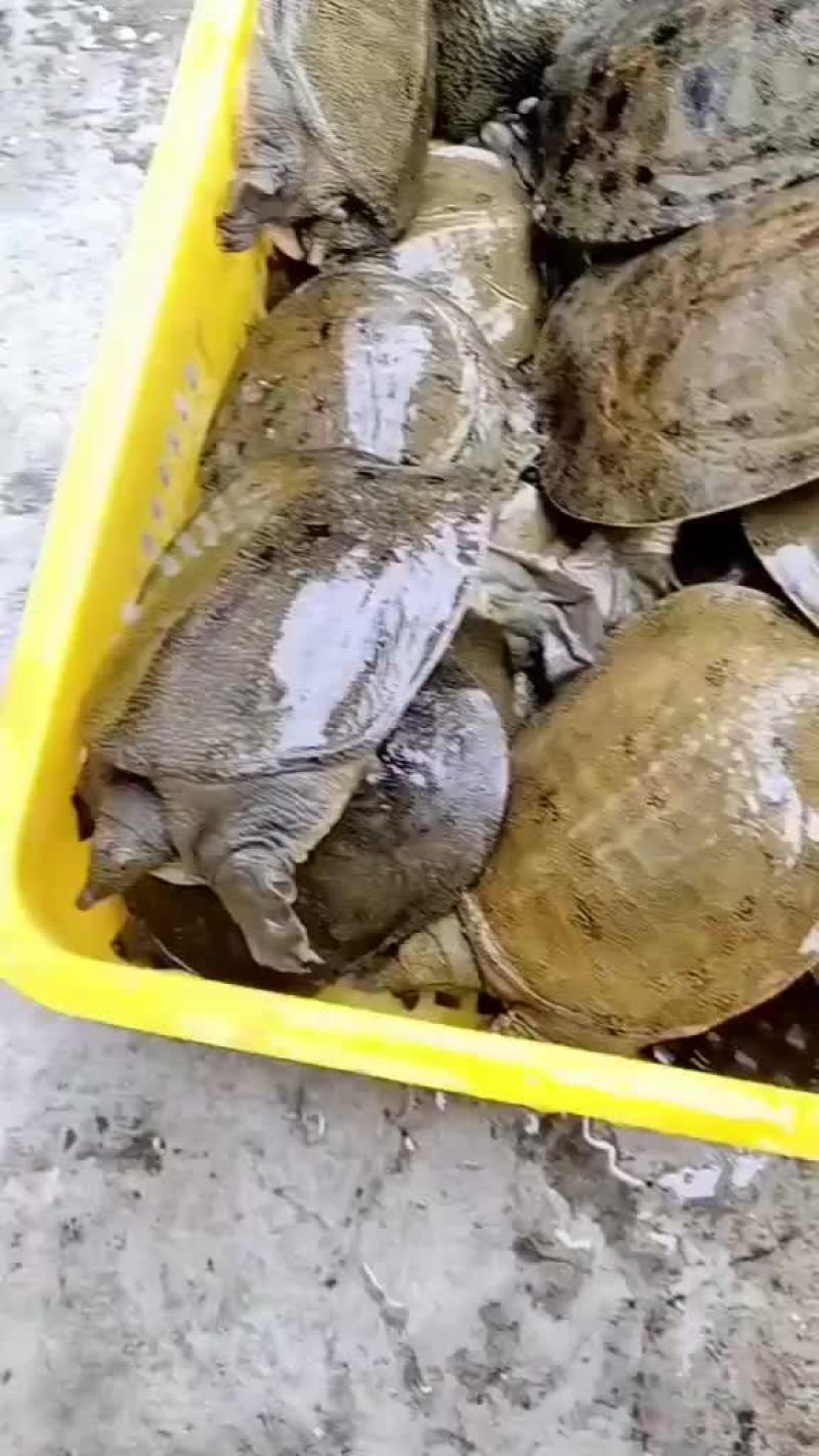 外塘麻辣甲鱼批发半斤到一斤规格，卤甲鱼专用塘口现抓现发