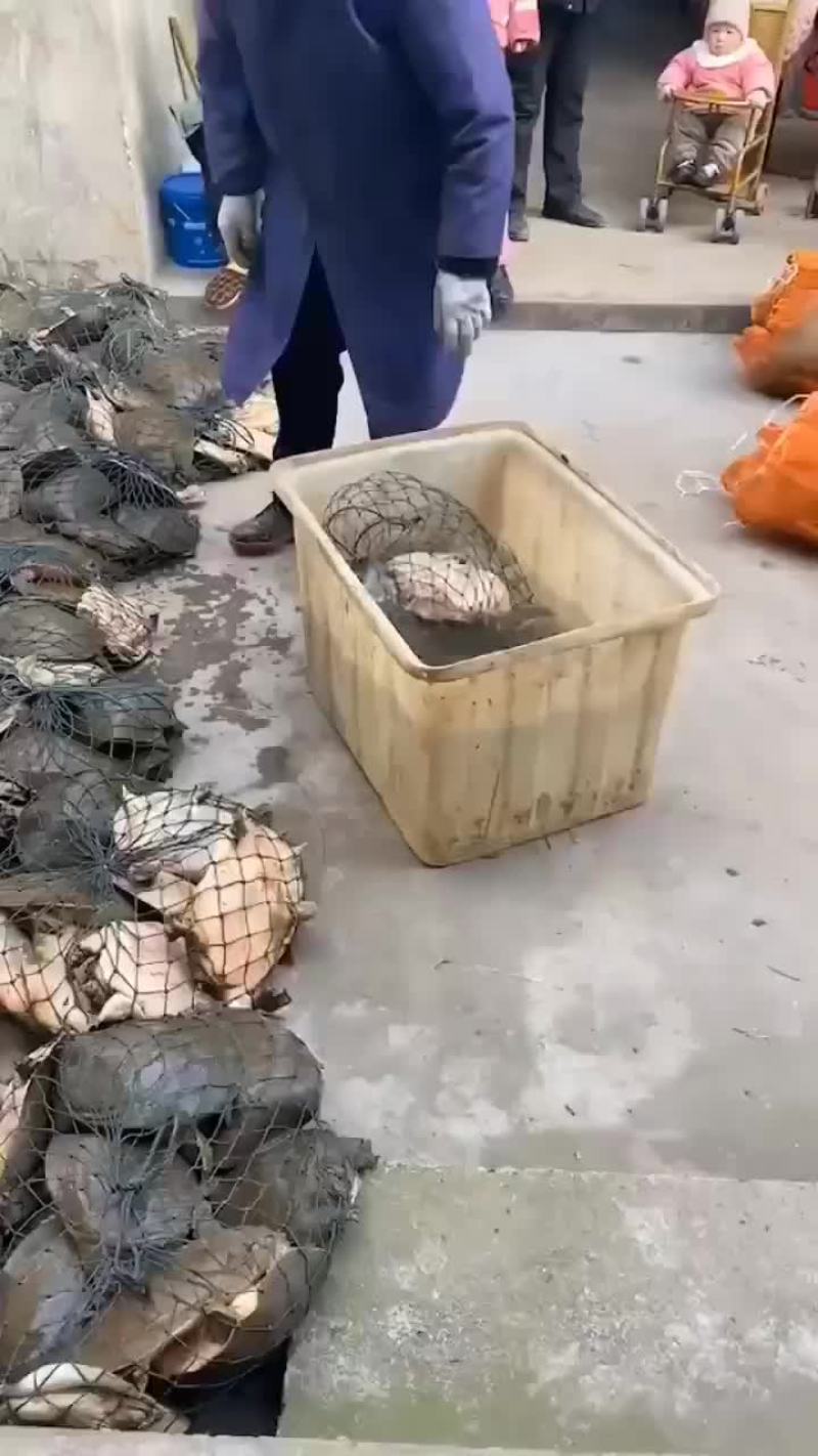 外塘麻辣甲鱼批发半斤到一斤规格，卤甲鱼专用塘口现抓现发