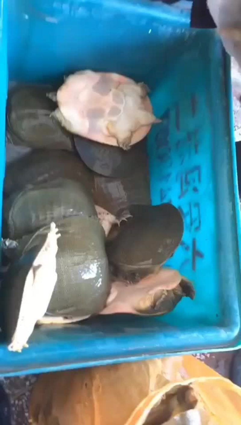 外塘麻辣甲鱼批发半斤到一斤规格，卤甲鱼专用塘口现抓现发