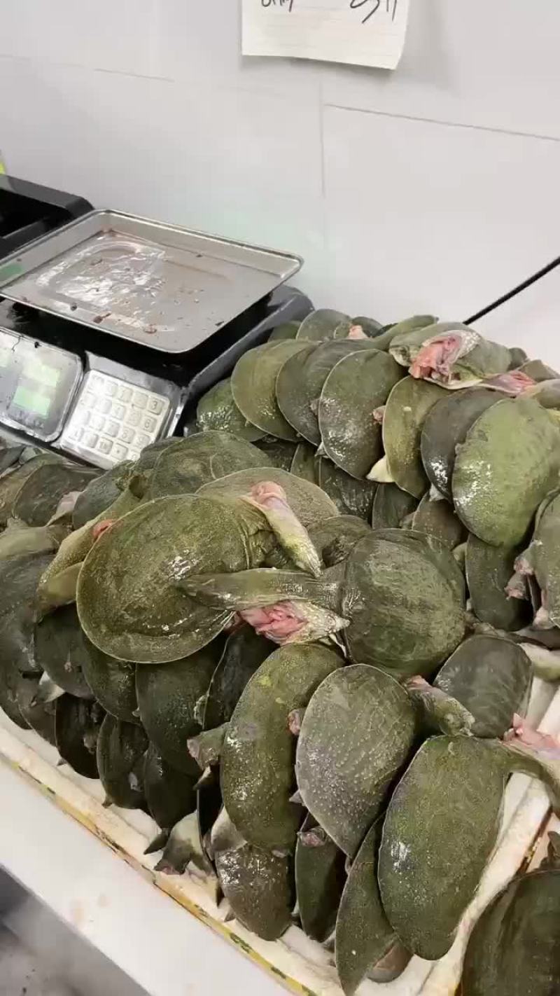 麻辣甲鱼批发宰杀干净去皮去油卤甲鱼专用，到家就可以用