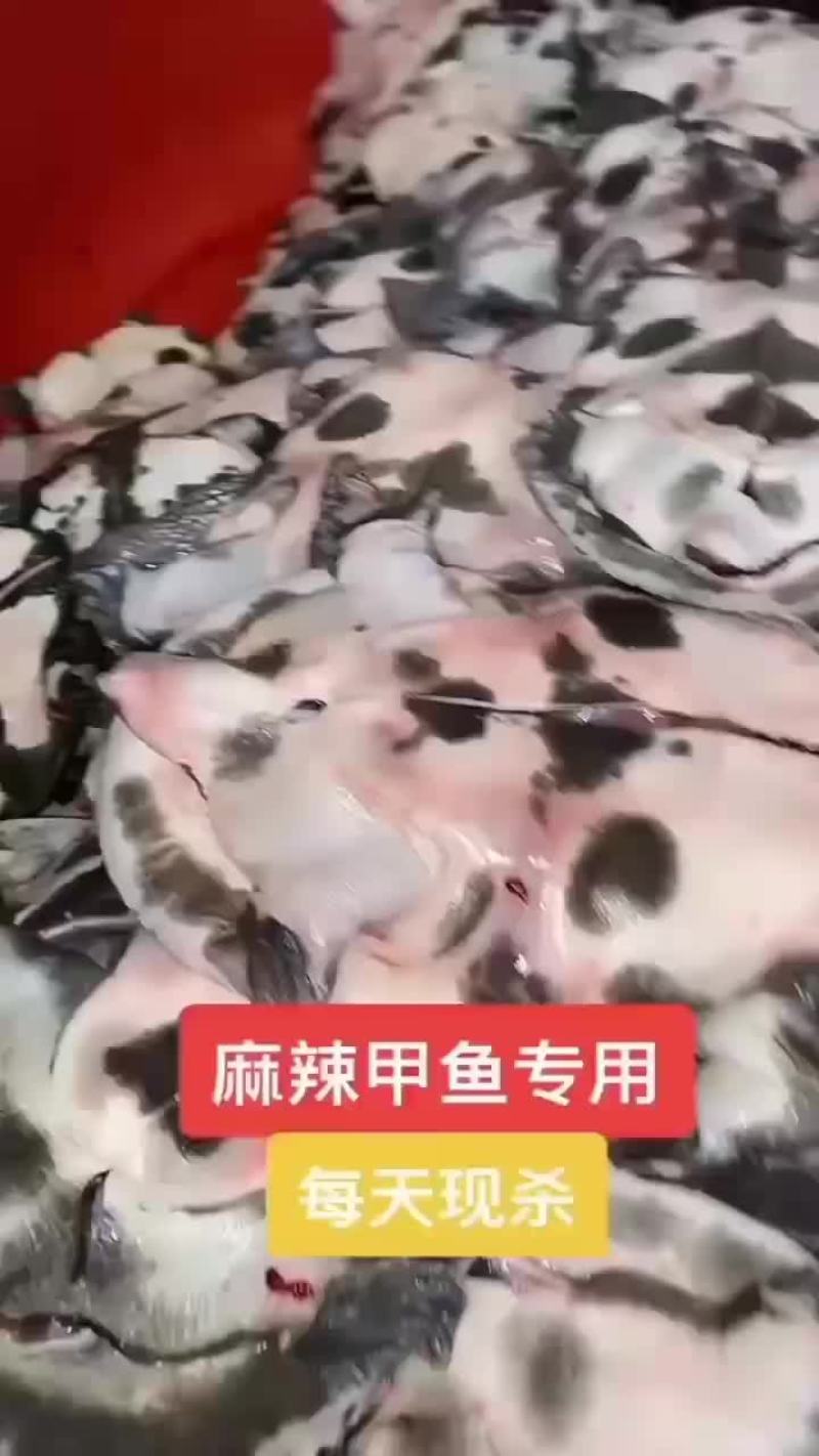 麻辣甲鱼批发宰杀干净去皮去油卤甲鱼专用，到家就可以用